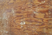 hardwood floors cleaning